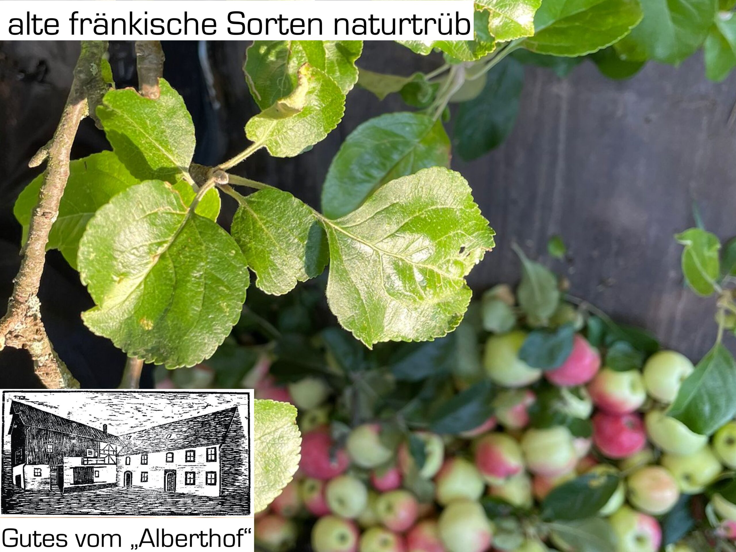 alte_fraenkische_direktsaft_2022